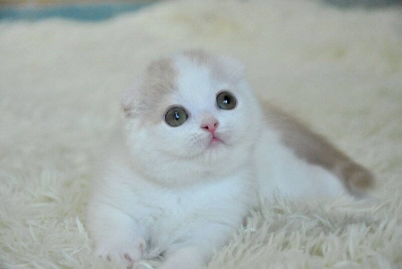 Kincan Scottish Fold male, cream tabby van