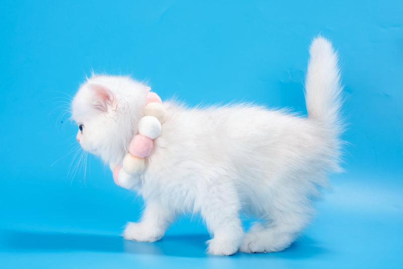 Daniella British Longhair female, black golden shaded