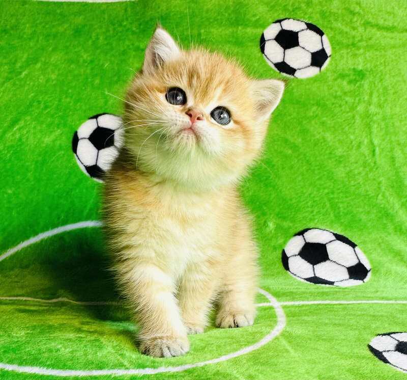 Cosmos British Shorthair male black golden spotted tabby - live animals