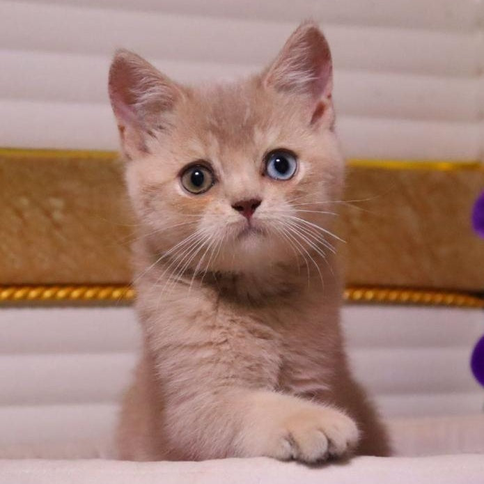Prince British Shorthair male, lilac golden shaded