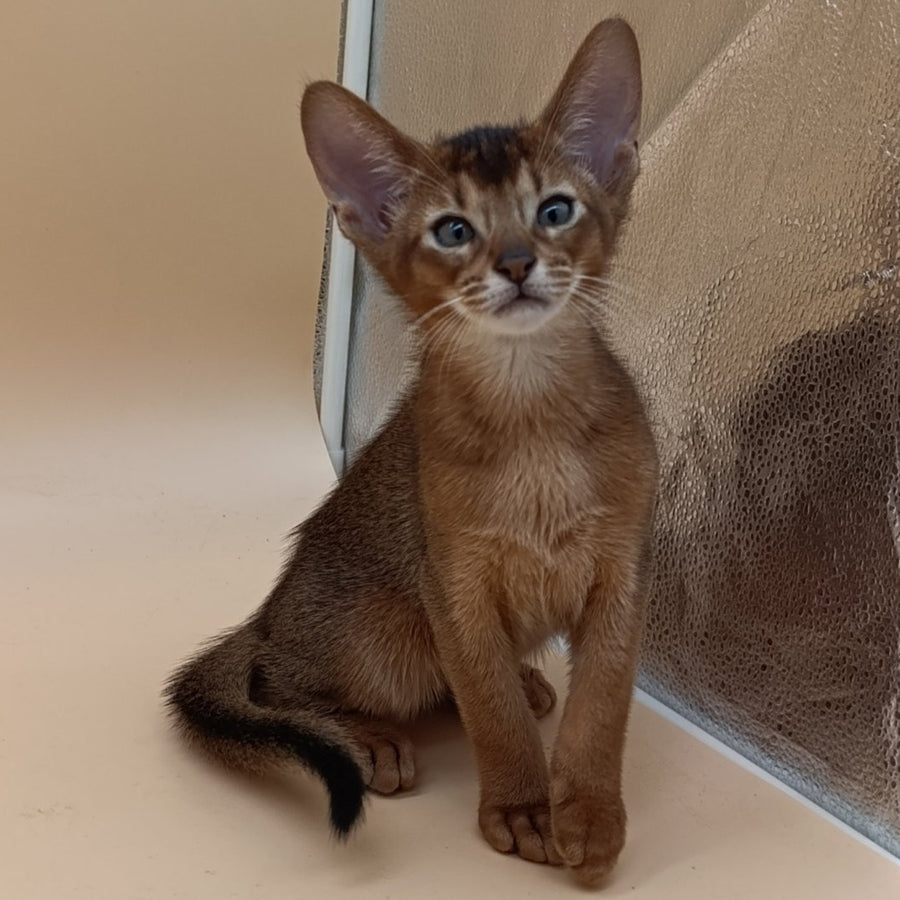 Morgan Abyssinian male, black