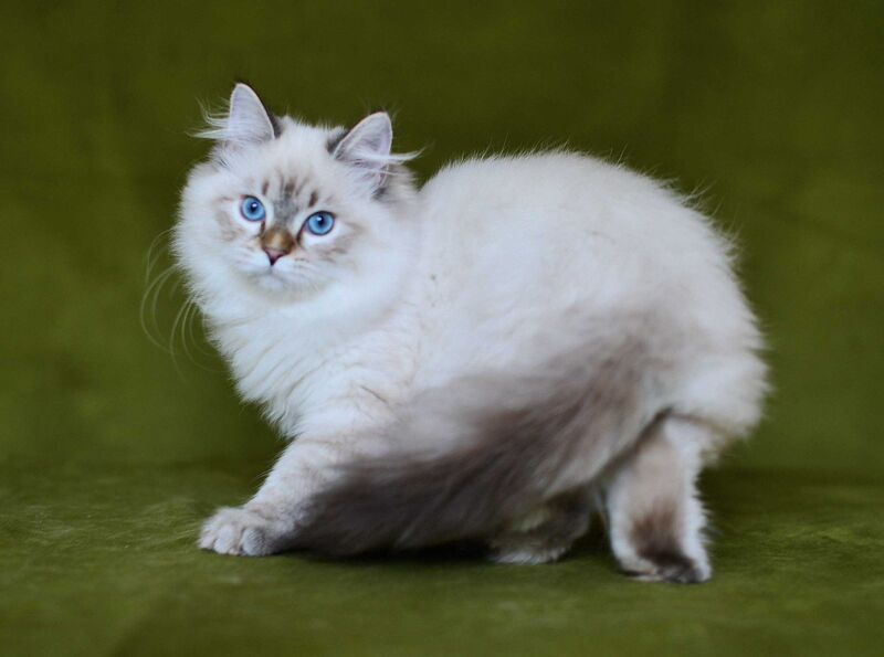 Olivia Siberian female, black tabby pointed