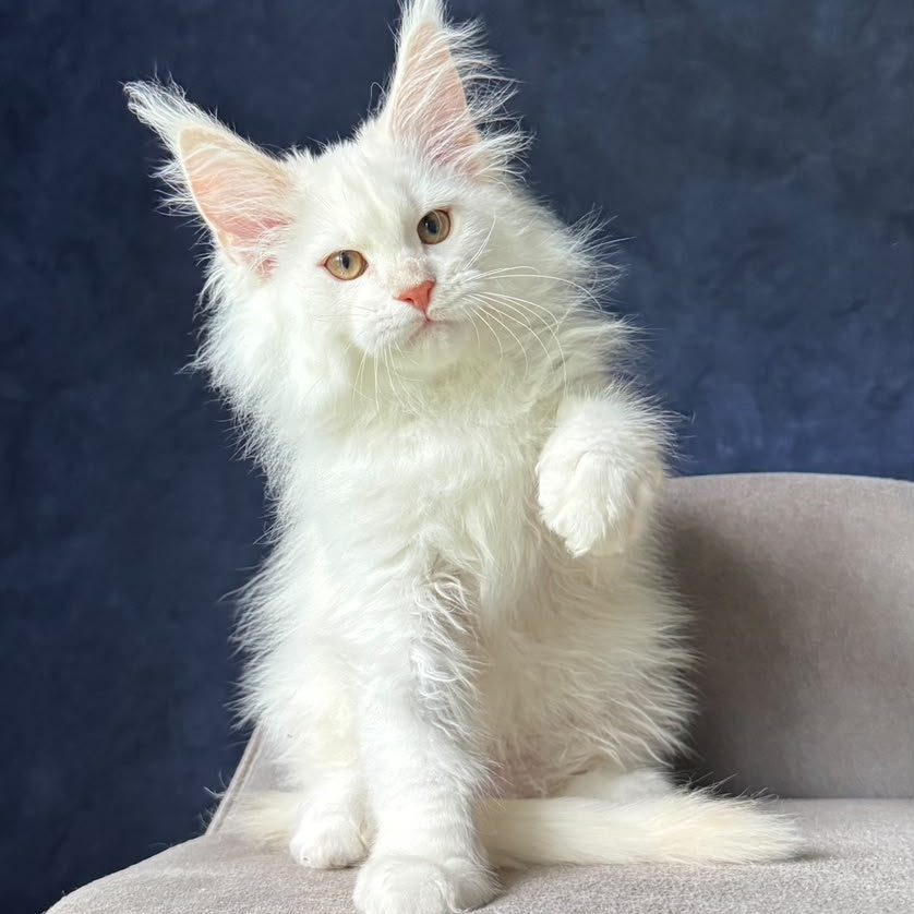 Juror Maine Coon male, red silver chinchilla