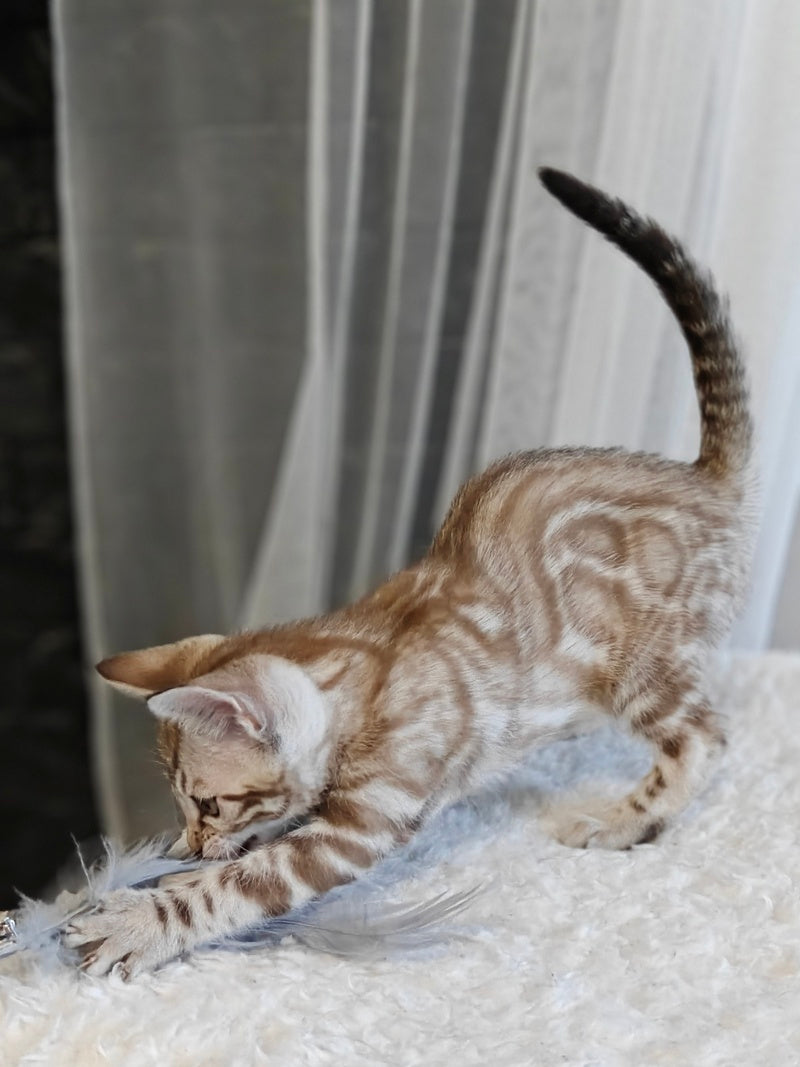 Helen Bengal female black spotted tabby pointed - live animals