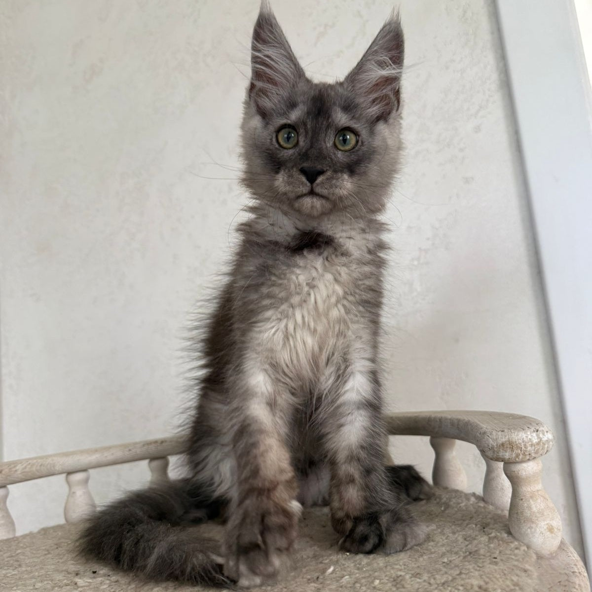 Kupidon Maine Coon male, black silver with white