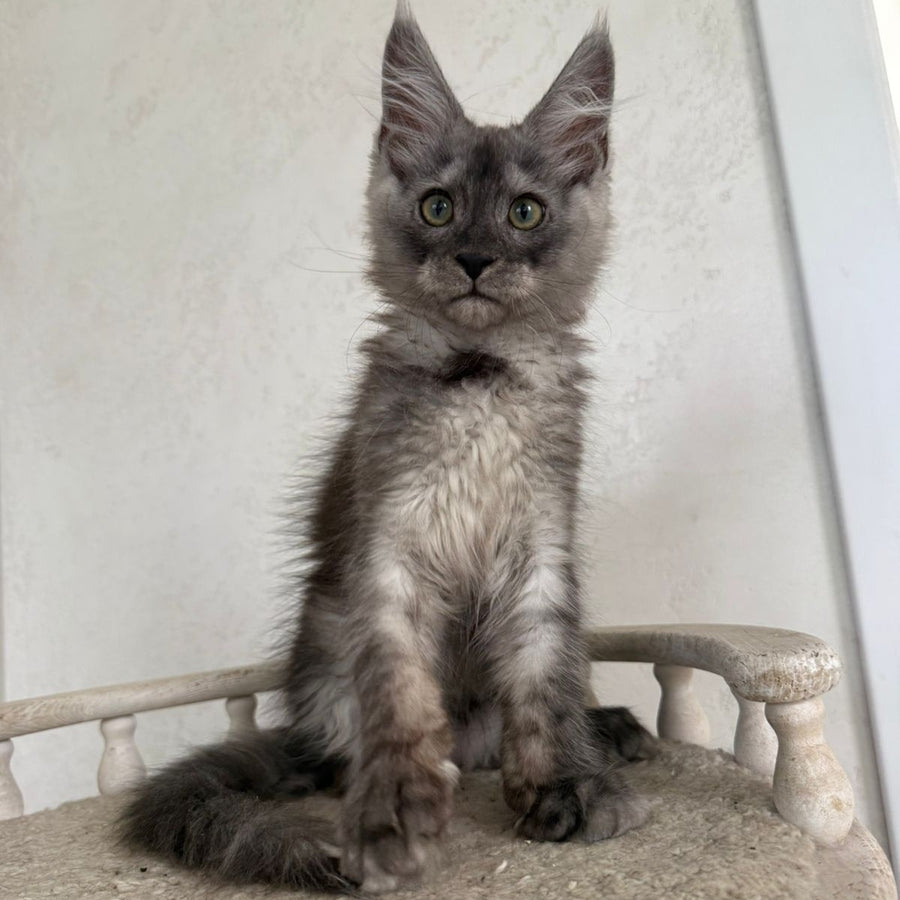 Kupidon Maine Coon male, black silver with white