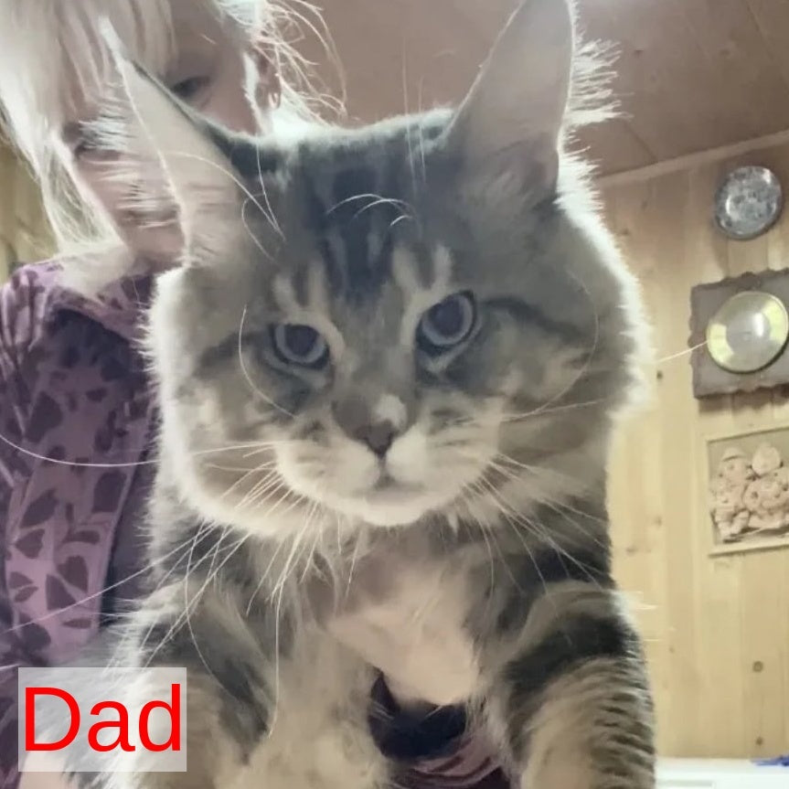 Narnia Maine Coon female, black silver tabby bicolour