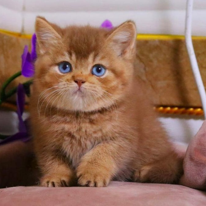 Patens British Shorthair male, cinnamon ticked tabby