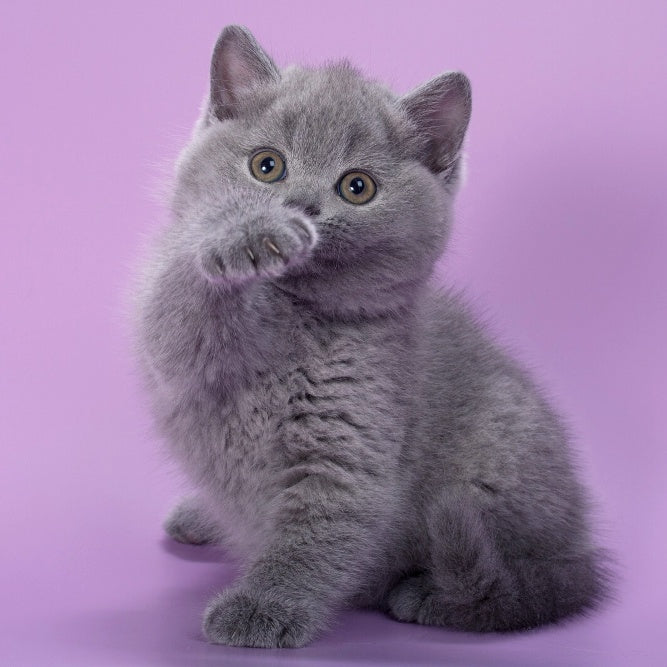 Peppa British Shorthair female, blue