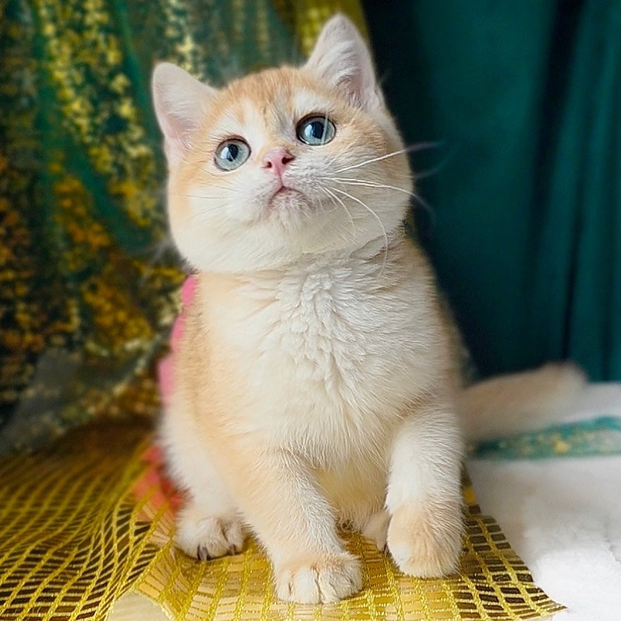 Samantha British Shorthair female, black golden chinchilla