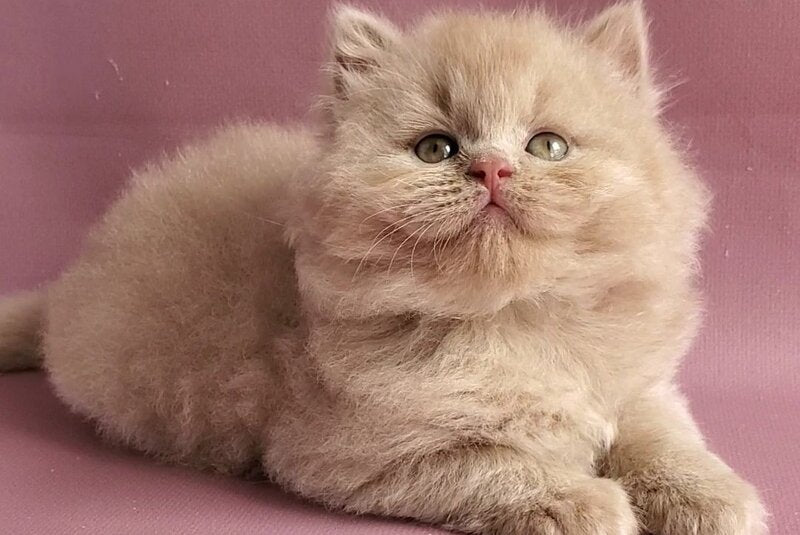 Teo British Longhair male fawn - live animals