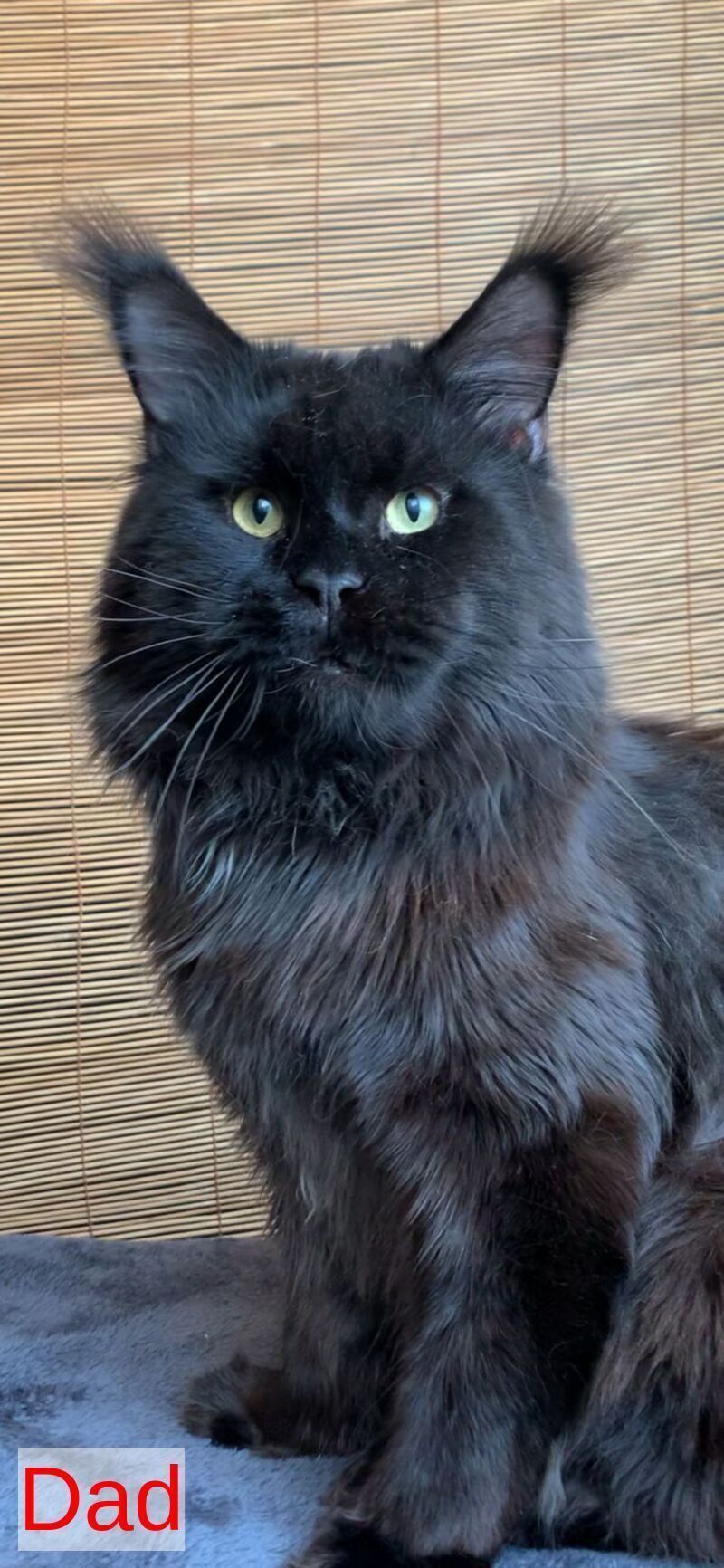 Indiana Maine Coon male black live animals