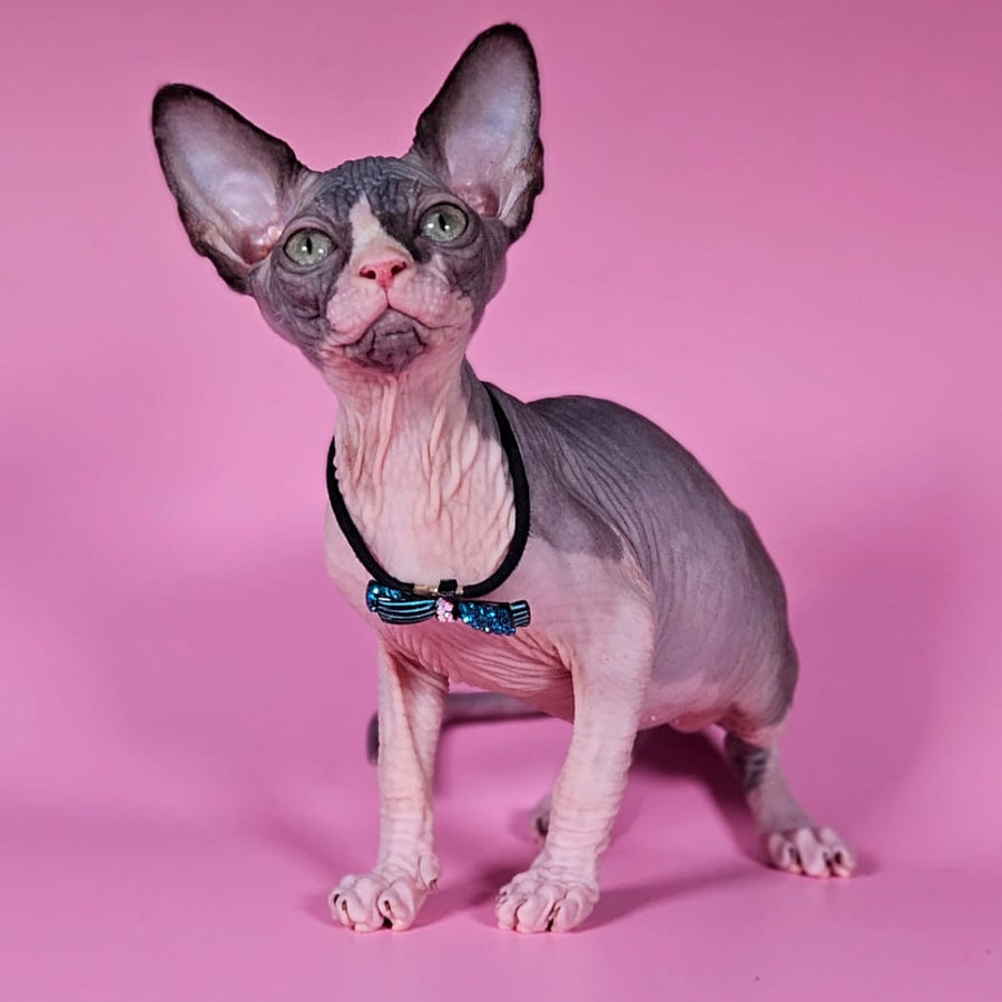 Basalt Canadian Sphynx male, black bicolour