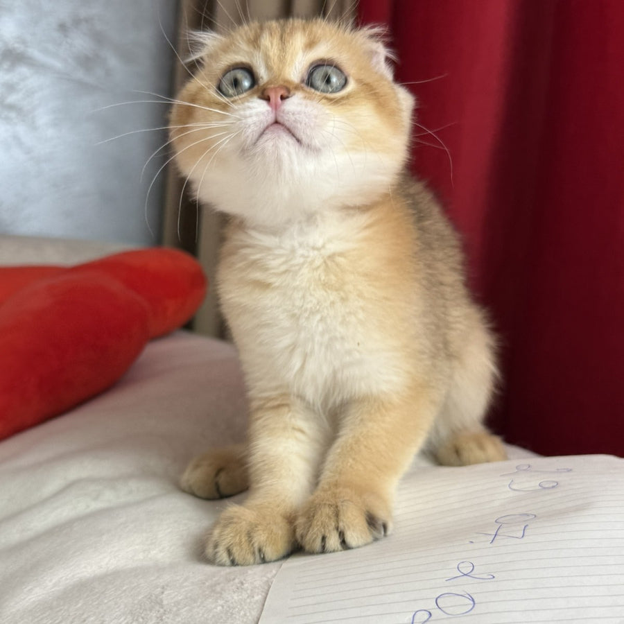Elvis Scottish Fold male, black golden shaded
