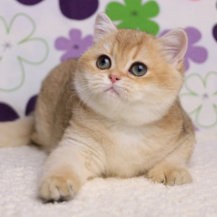 Taya British Shorthair female, black golden shaded