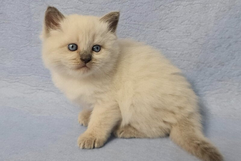 Archie Siberian male black pointed - live animals
