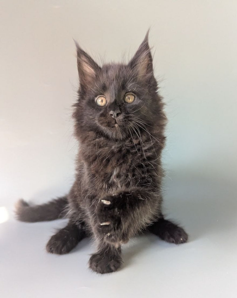 Hamster Maine Coon male black - live animals
