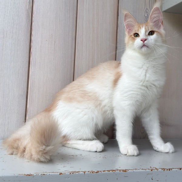 Nicole Maine Coon female, cream silver spotted tabby bicolour