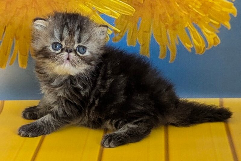 Pandora Persian female, black tabby
