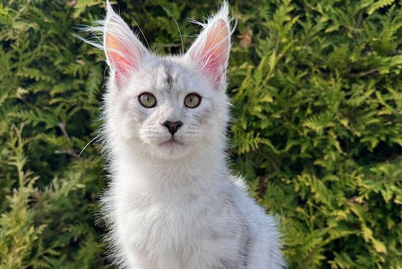 Dodge Maine Coon male black silver spotted tabby - live animals