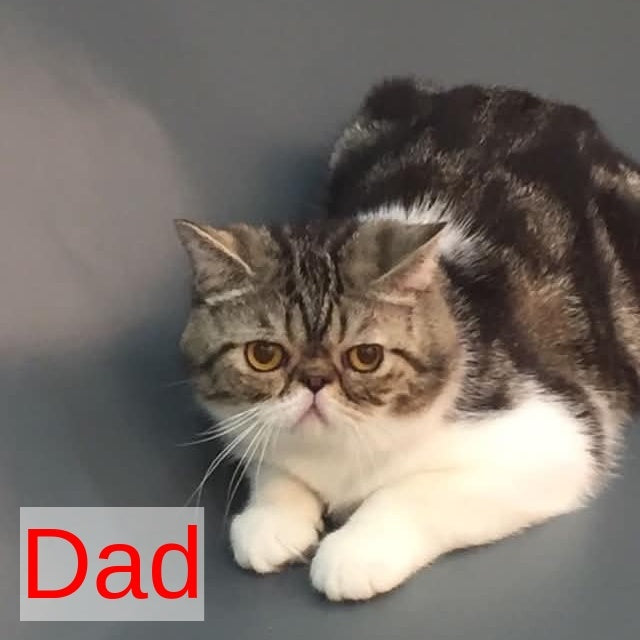 Milashka Exotic female, blue tortie tabby bicolour
