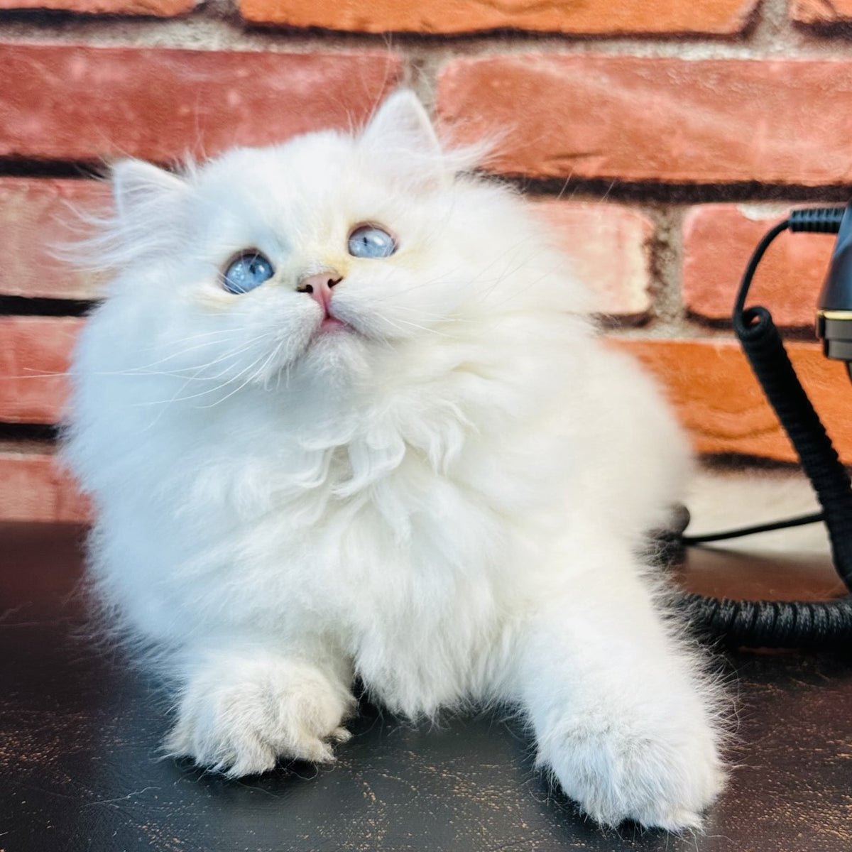 Imperial Leo British Longhair male, blue golden chinchilla