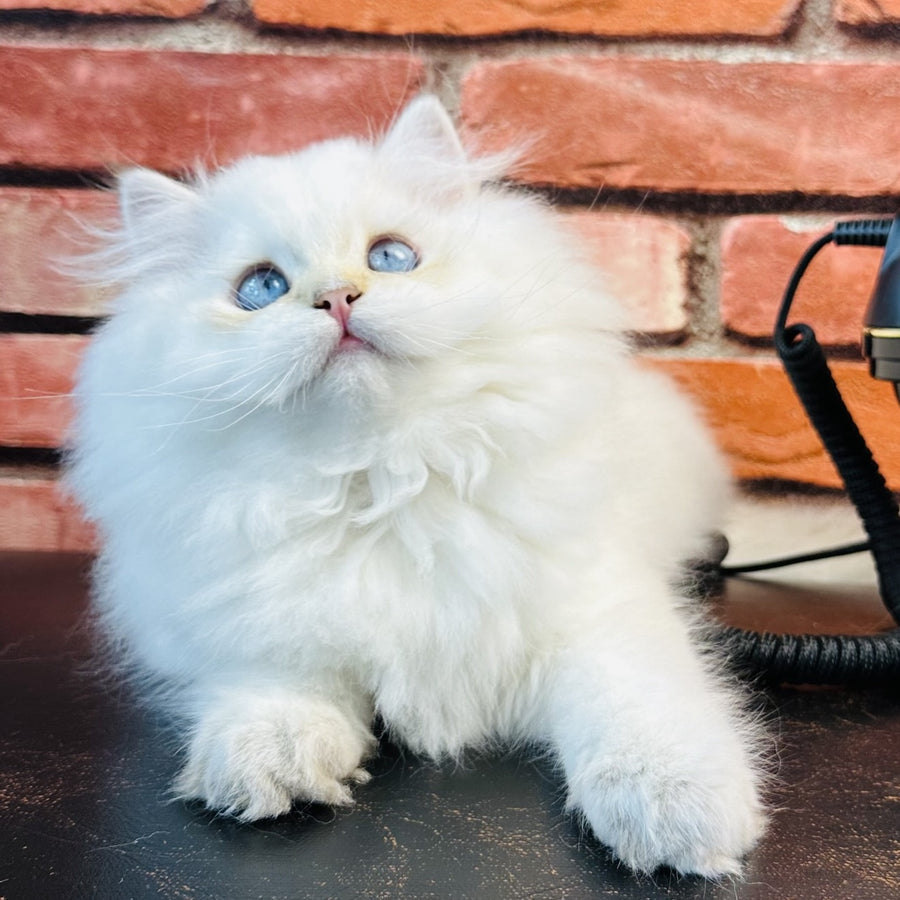 Imperial Leo British Longhair male, blue golden chinchilla