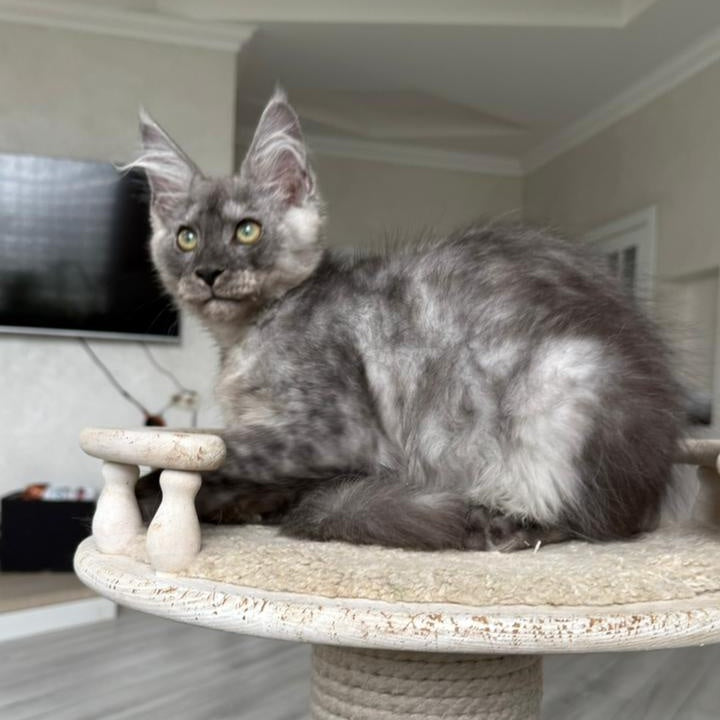 Kupidon Maine Coon male, black silver with white