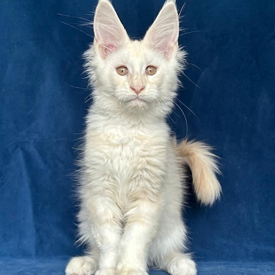 Large Sam Maine Coon male, red silver shaded