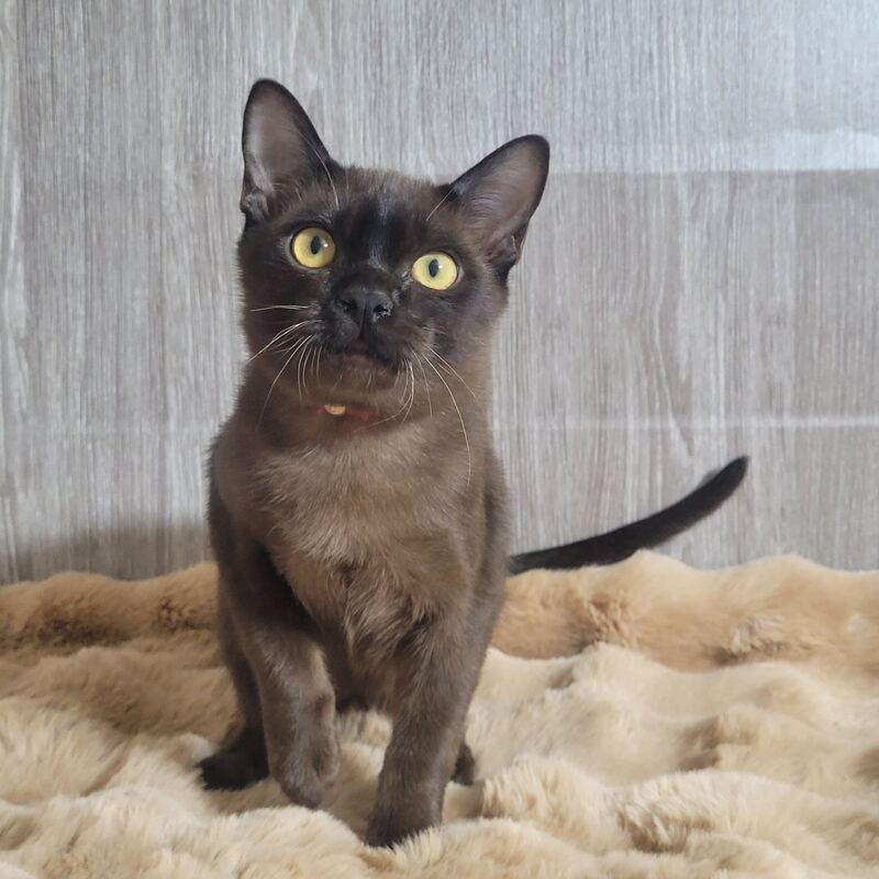 Odysseus Burmese male, black