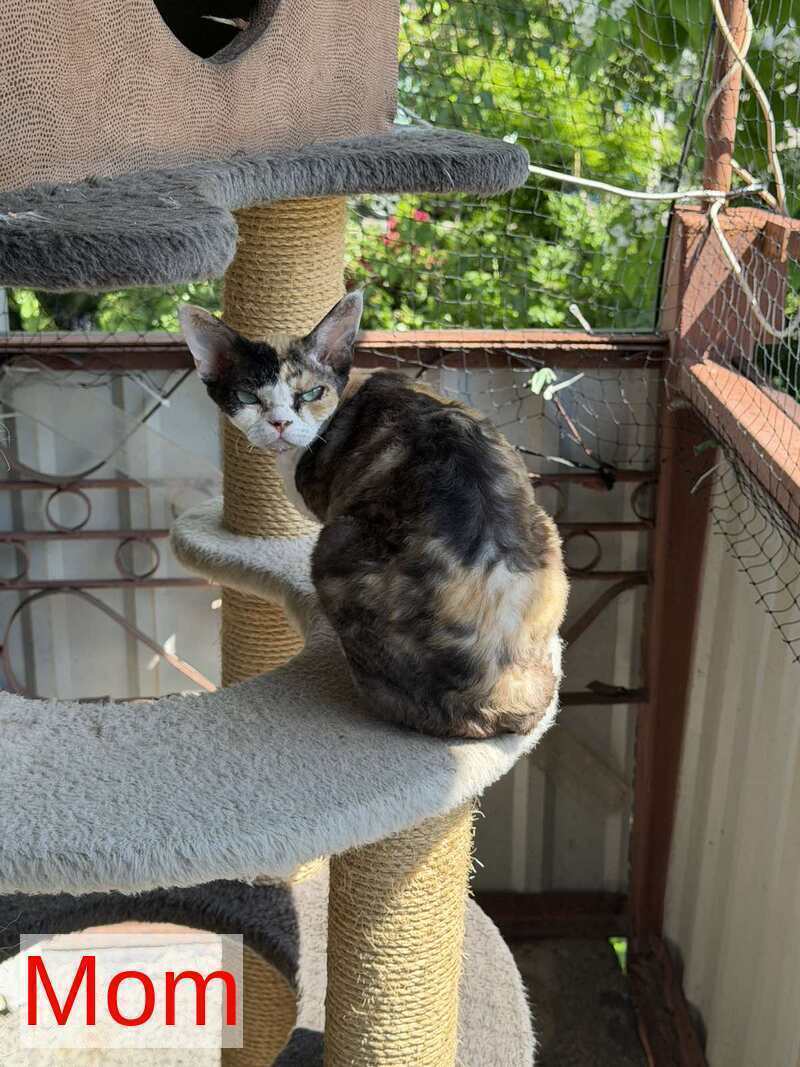 Terra Devon Rex female black pointed - live animals