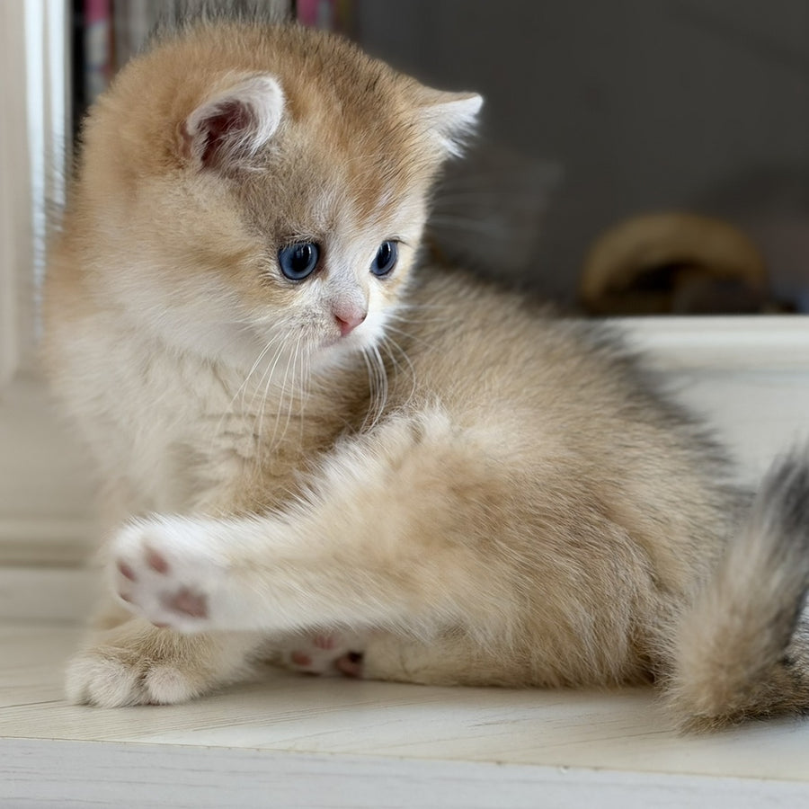 Nick British Shorthair male, black golden chinchilla