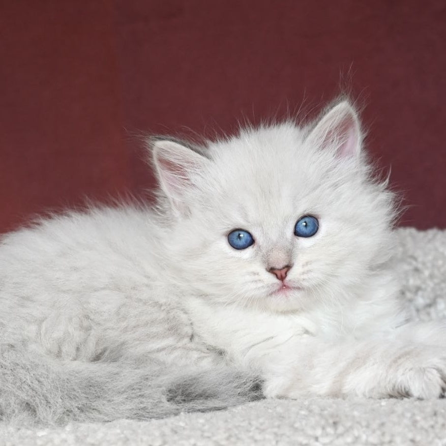 Lazurit Siberian male, black tabby pointed