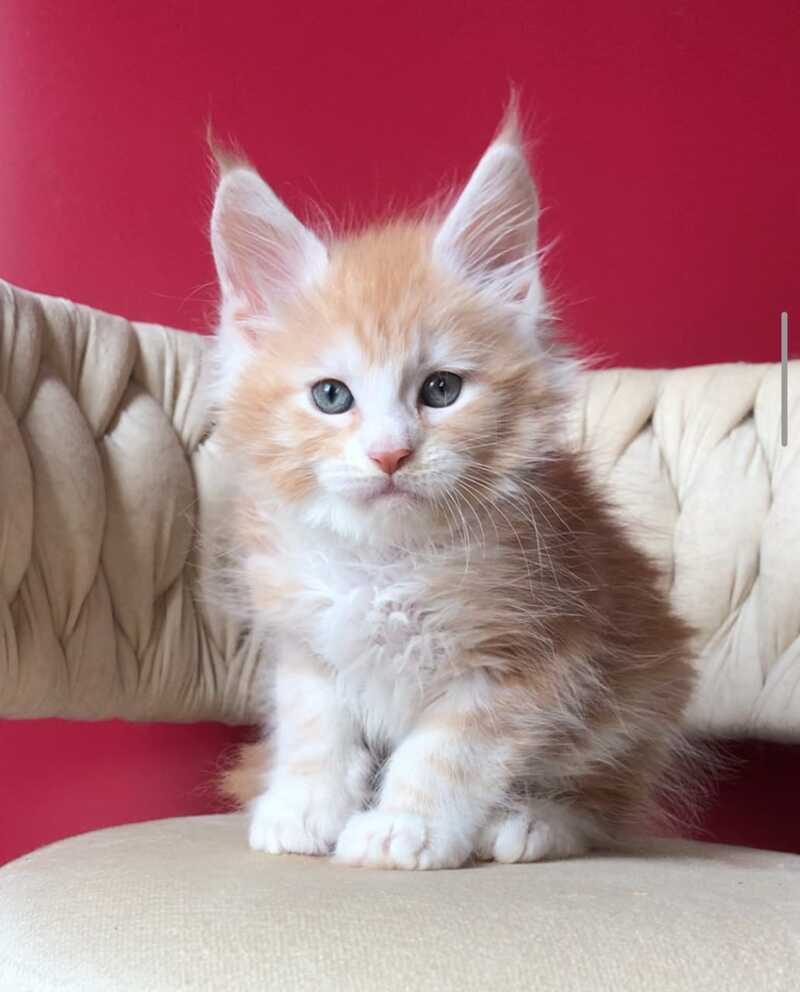 Yogurt Maine Coon male red silver tabby bicolour - live animals