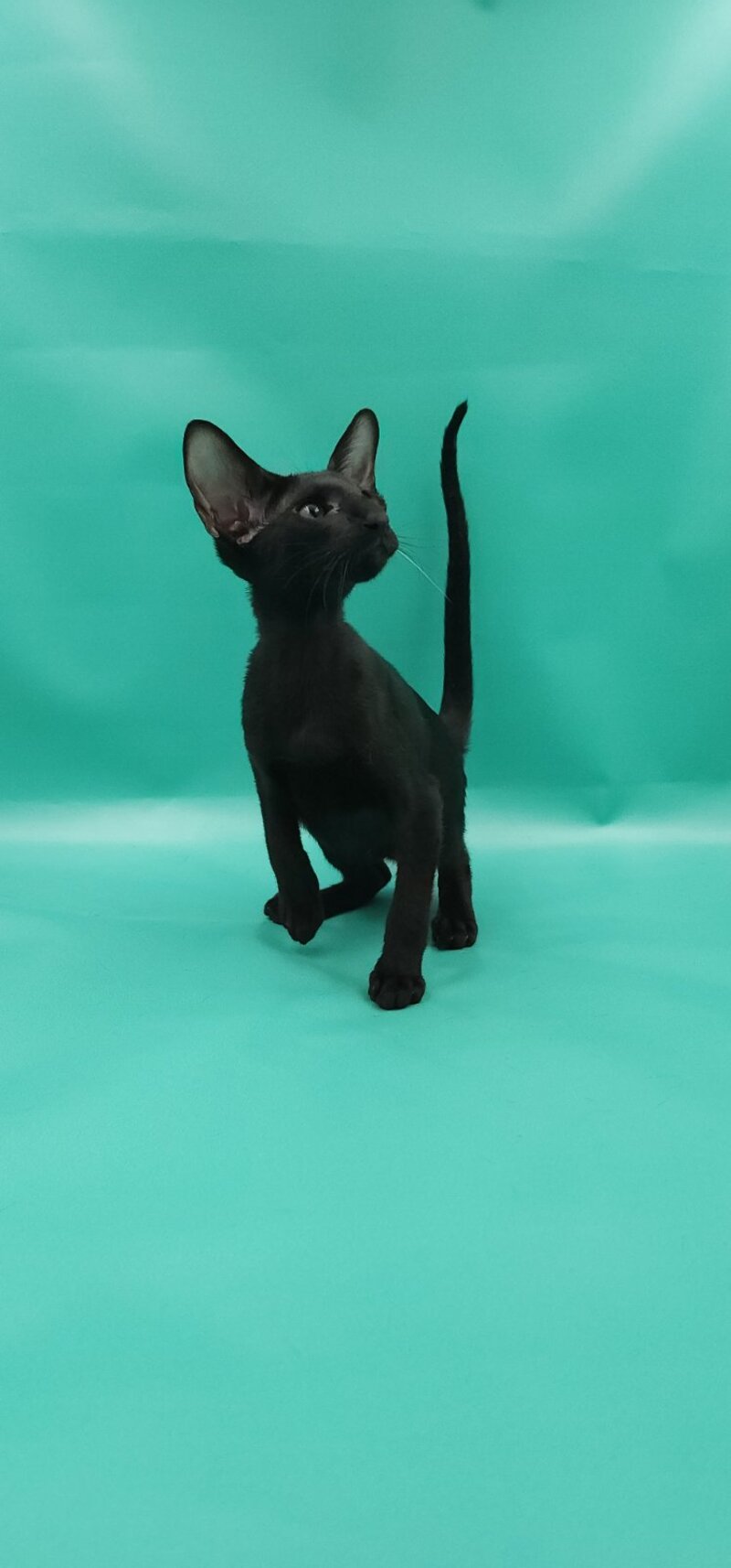 Romeo Oriental Shorthair male, black