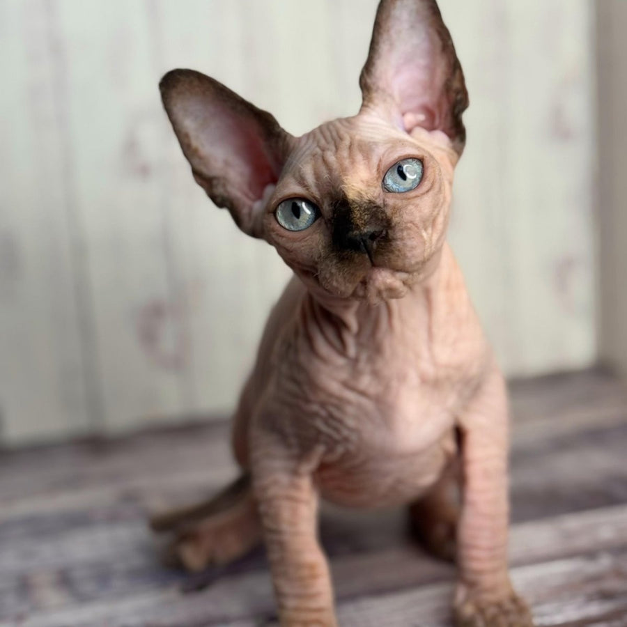 Alice Canadian Sphynx female, black tortie pointed