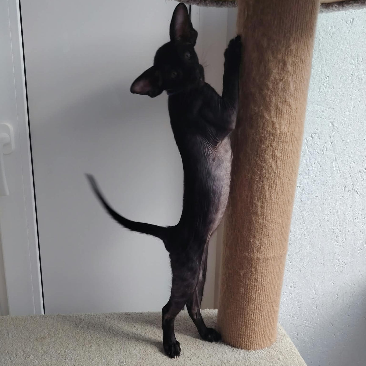 Baks Oriental Shorthair male, black