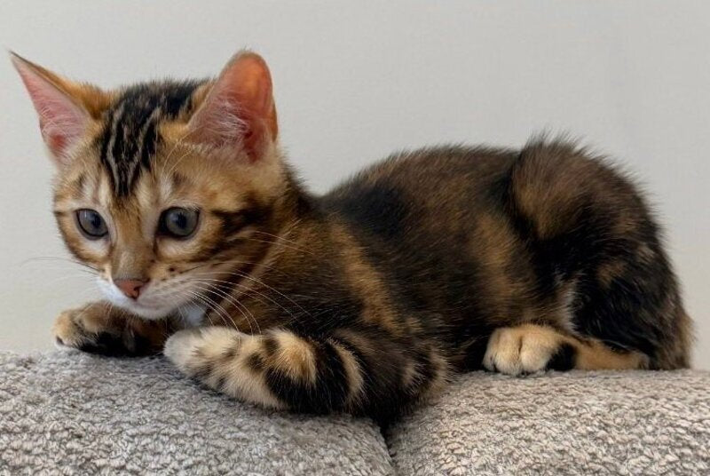Bazzi Bengal male black tabby - live animals
