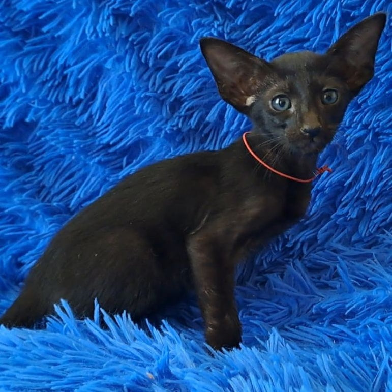 Lord Oriental Shorthair male, black