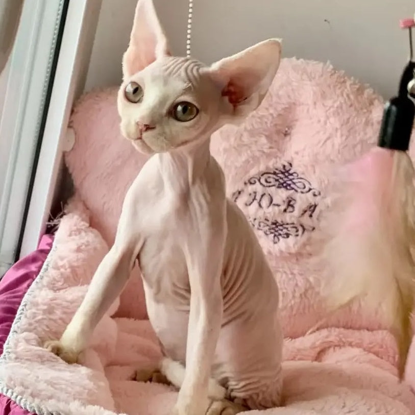 Zosya Devon Rex female, white