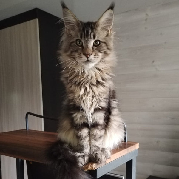 Yarik Maine Coon male, black tabby