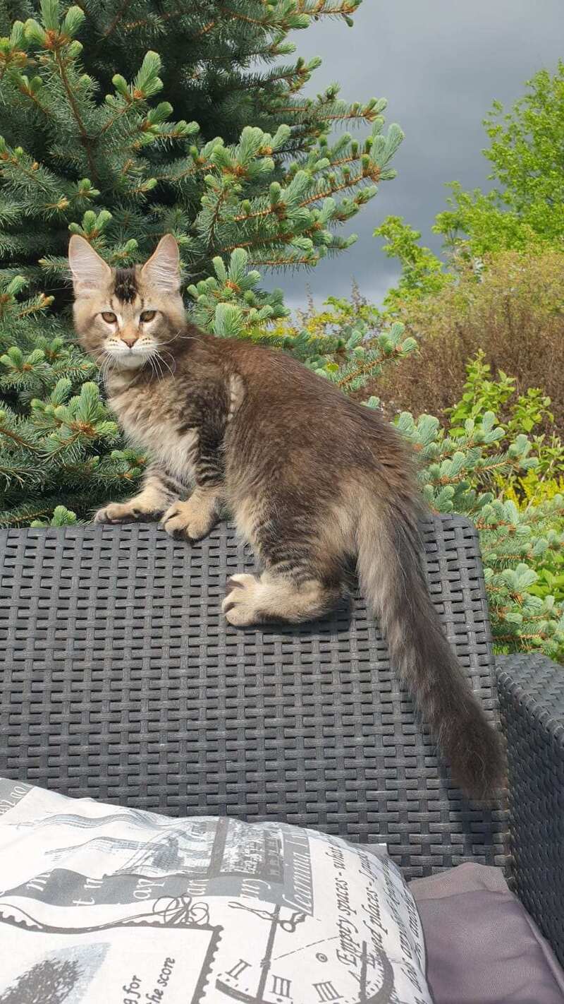 Edward Maine Coon male black ticked tabby - live animals