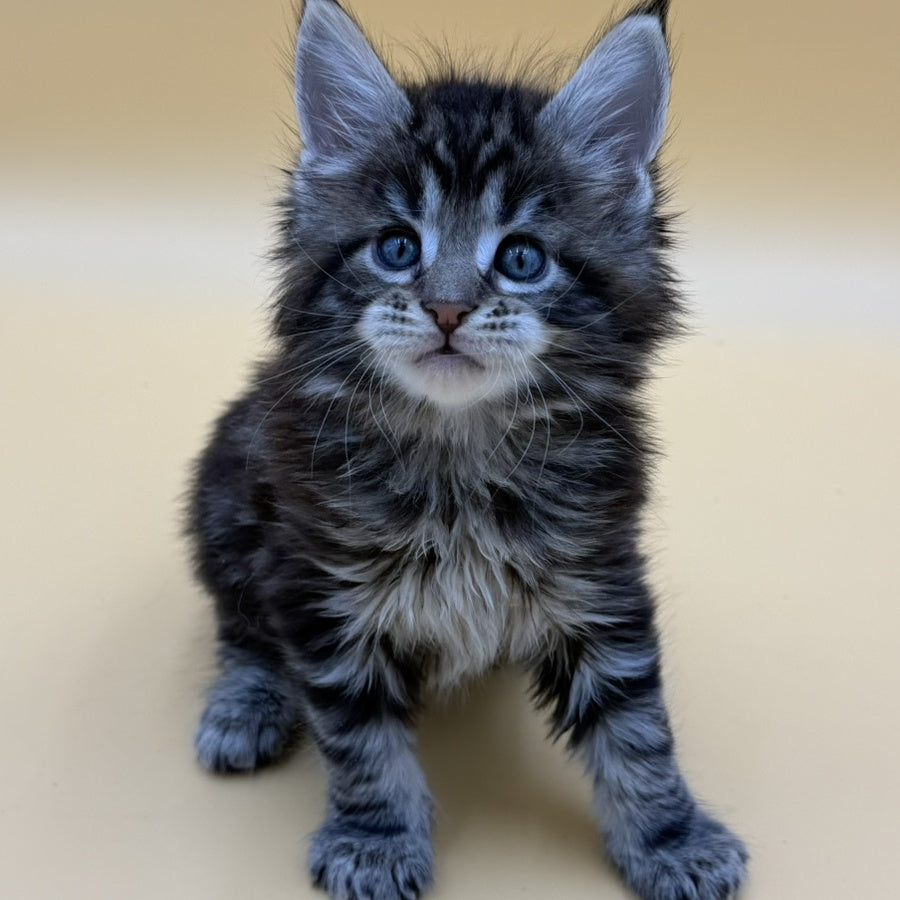 Hunter Maine Coon male, black tabby