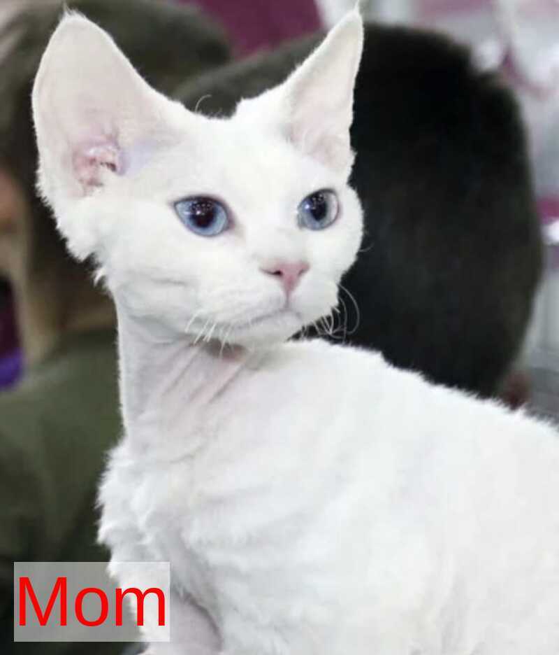 Eliza Devon Rex female black bicolour - live animals