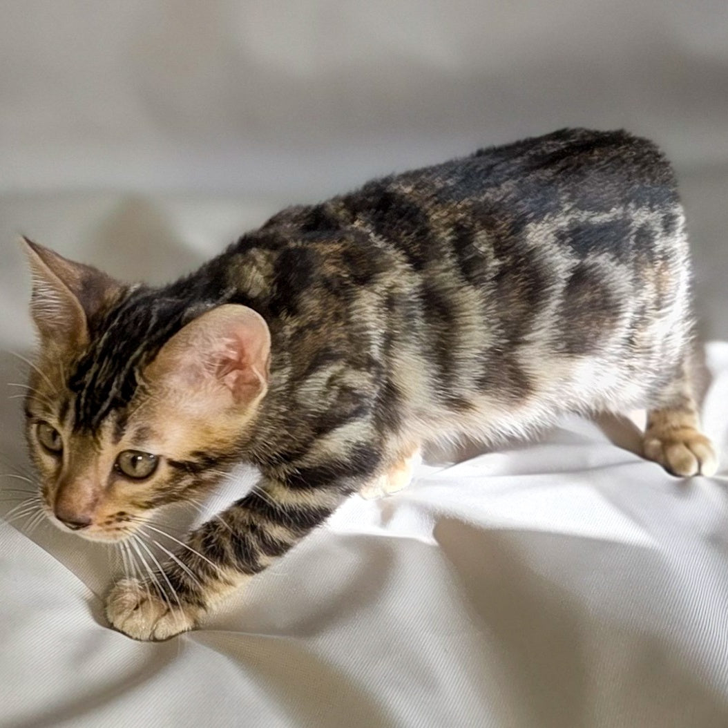 Maui Bengal male, black spotted tabby