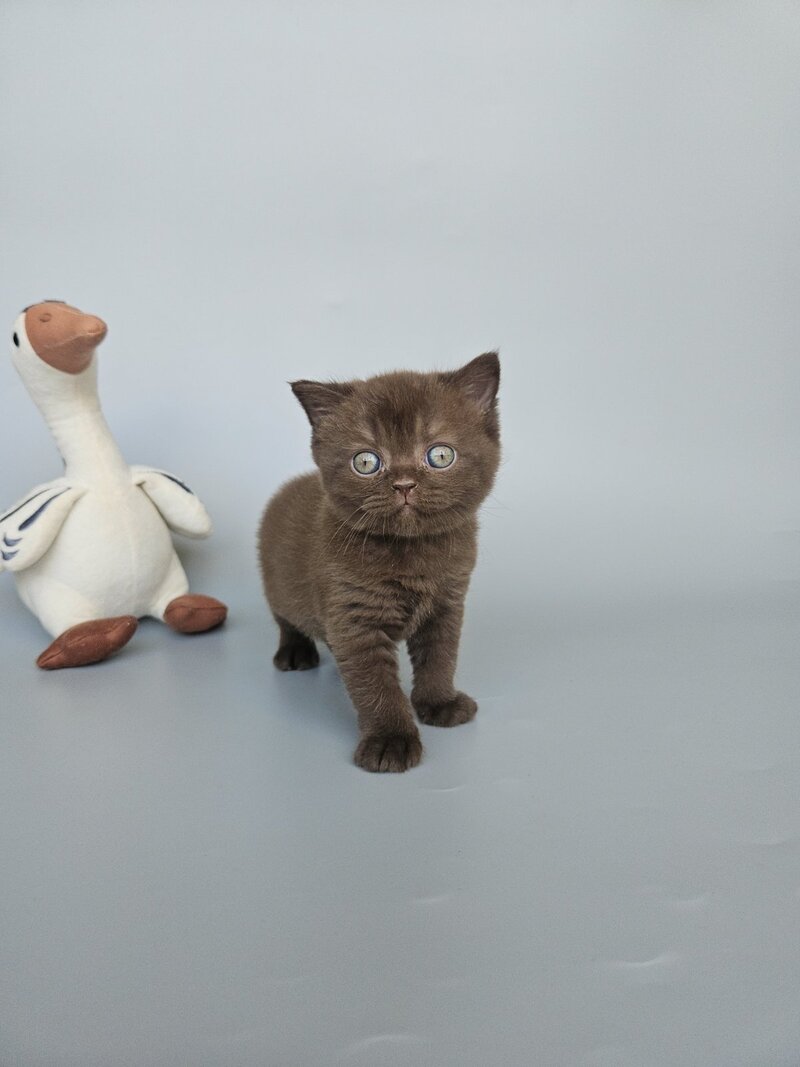Ash British Shorthair female, chocolate