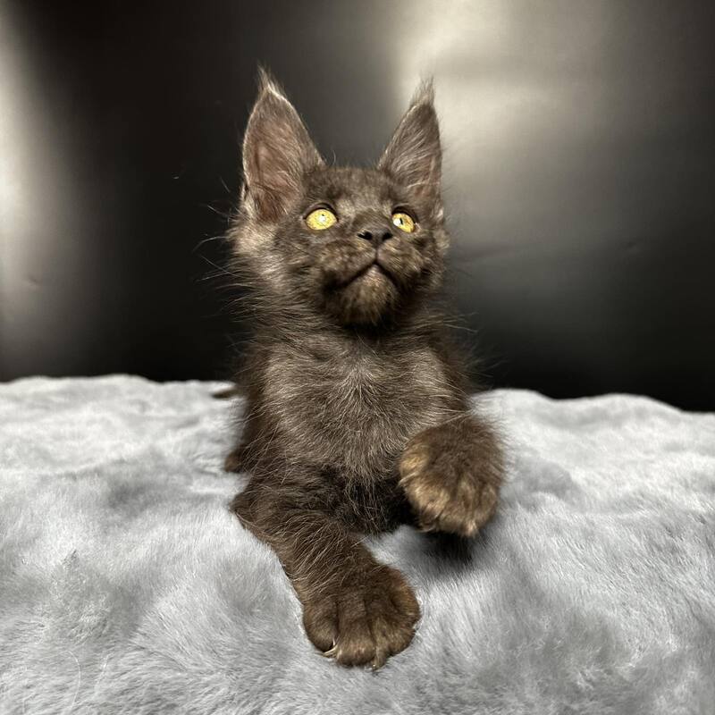 Brendon Maine Coon male black silver - live animals