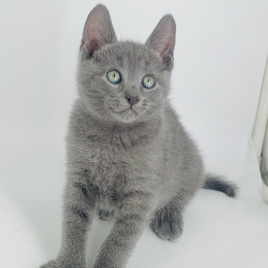 Archie Russian Blue male, blue