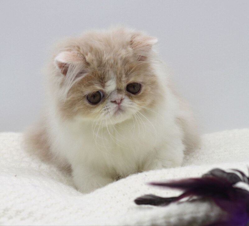 Prokop Persian male, cream bicolour