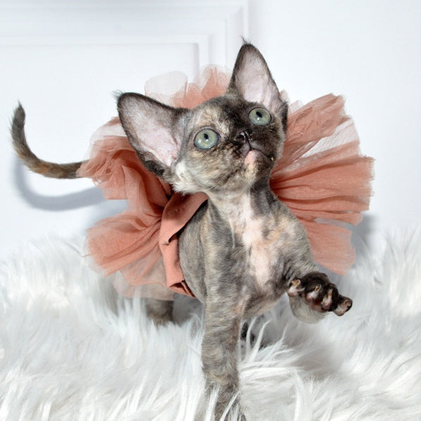 Nonna Devon Rex female, black tortie